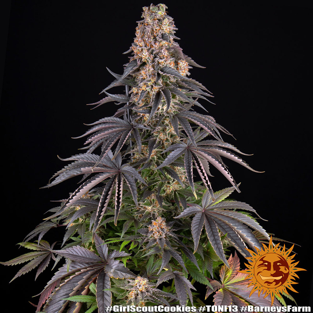 Barneys Farm - Girl Scout Cookies 5 stk. - Billede 3