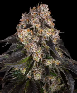 Barneys Farm - Girl Scout Cookies 5 stk.