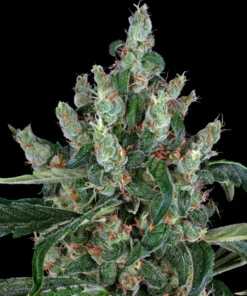 Barneys Farm - Laughing Buddha 5 stk.