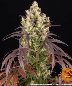 Barneys Farm - Lemon Cherry Gelato 5 stk.