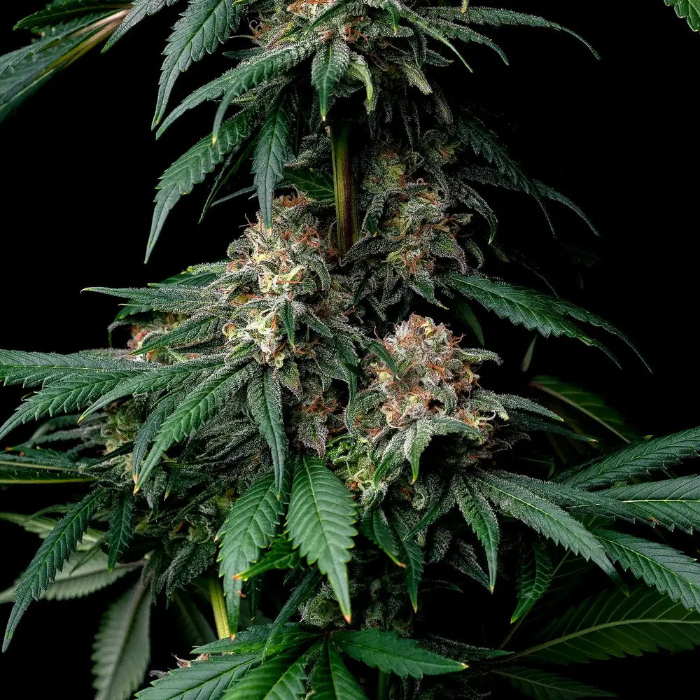 Barneys Farm - Mendo Breath 5 stk. - Billede 2