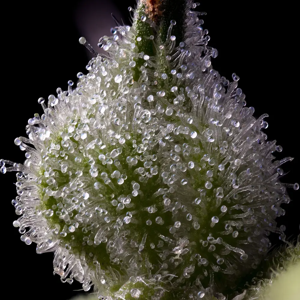 Barneys Farm - Mendo Breath 5 stk. - Billede 3