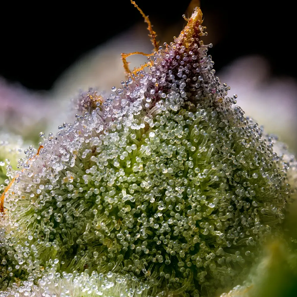 Barneys Farm - Mendo Breath 5 stk. - Billede 4