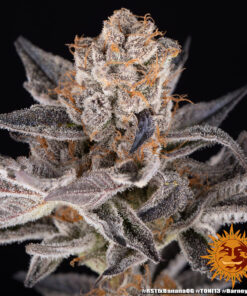 Barneys Farm - RS11 x Banana OG 5 stk.