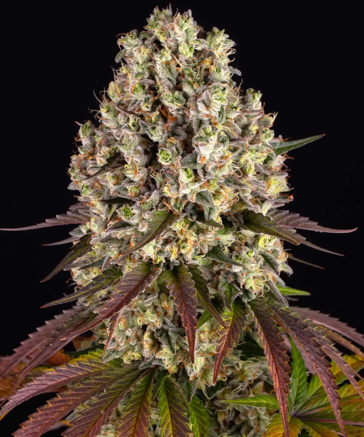 Barneys Farm - Sour Diesel 5 stk.