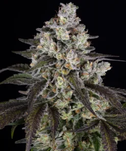 Barneys Farm - Trainwreck 5 stk.