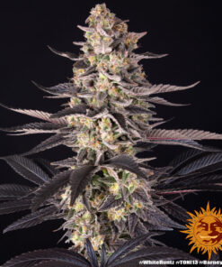 Barneys Farm - White Runtz 5 stk.