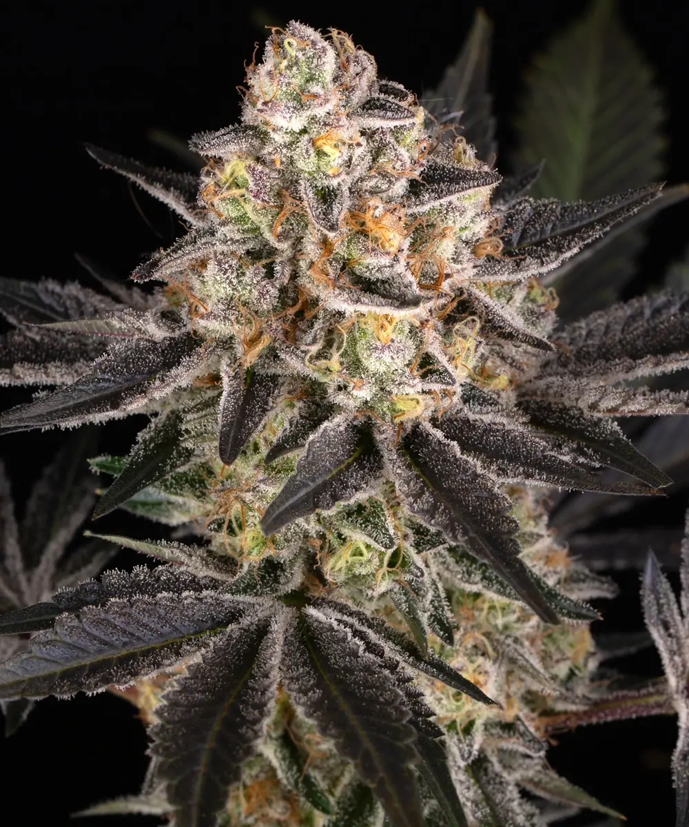 Barneys Farm - White Runtz 5 stk. - Billede 2