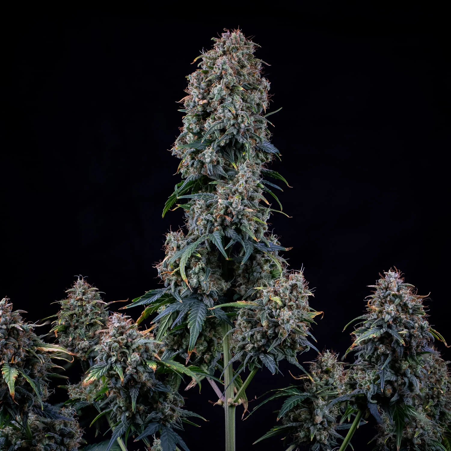Mephisto Genetics - Alien Vs Triangle Auto - 3 frø
