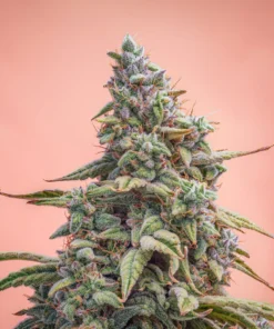 Mephisto Genetics - Canna-Cheese 1:1 Auto  - 3 frø