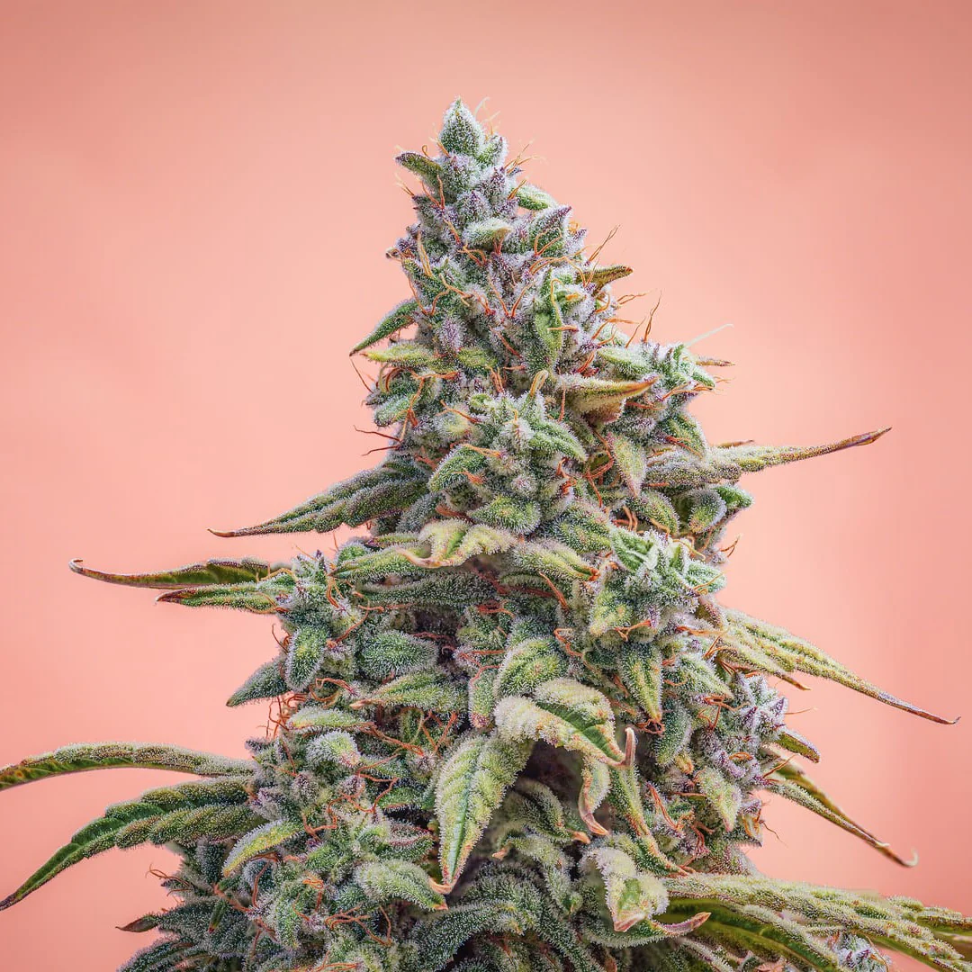 Mephisto Genetics - Canna-Cheese 1:1 Auto - 3 frø
