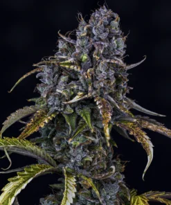 Mephisto Genetics - Toof Decay Auto - 3 frø