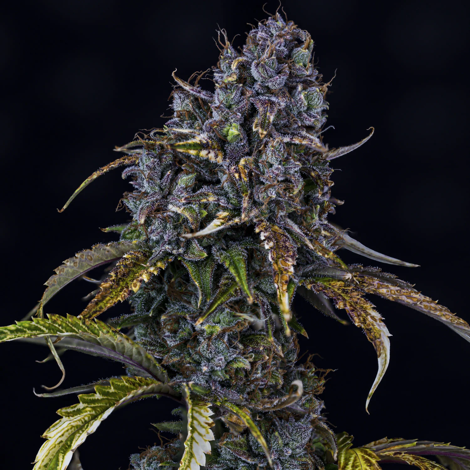 Mephisto Genetics - Toof Decay Auto - 3 frø