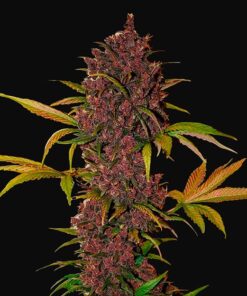 Fast Buds - LSD-25 Auto Cannabisfrø