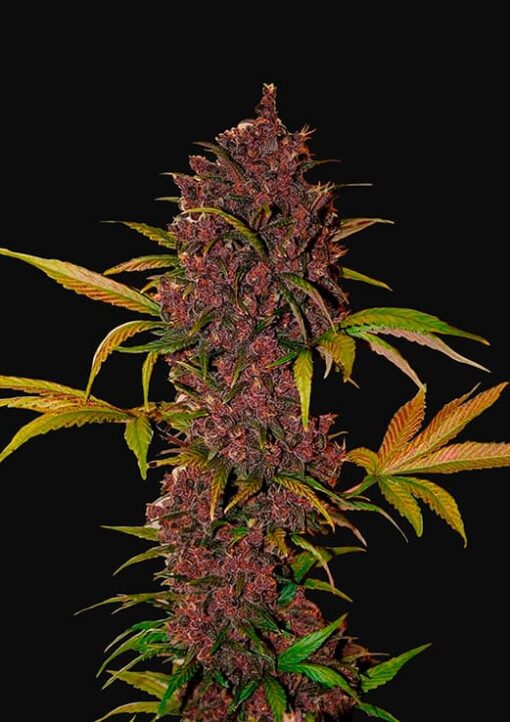 Fast Buds - LSD-25 Auto Cannabisfrø
