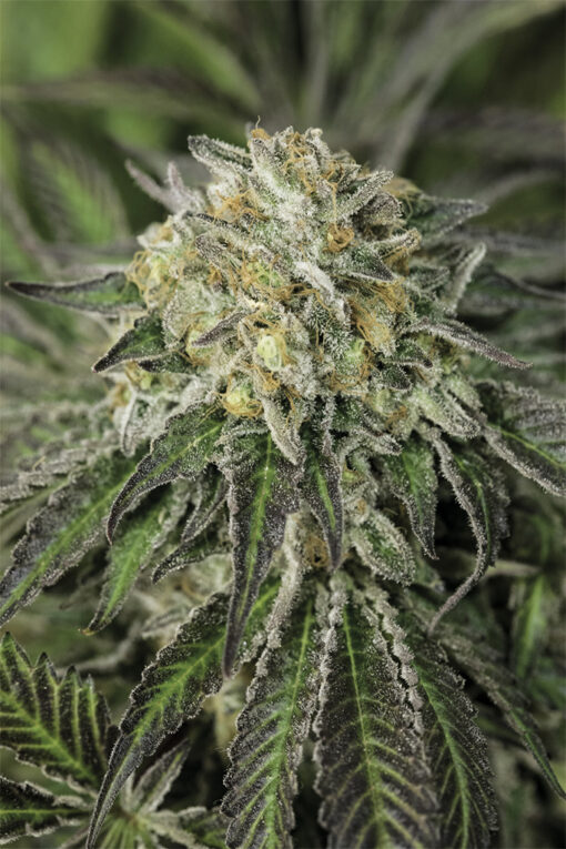 Amherst Sour Diesel by Humboldt Seed Organization is a Sativa-dominant feminized cannabis strain that belongs to the Diesel family. If you buy Amherst Sour Diesel cannabis seeds, you will have the chance to grow a multi-featured cannabis hybrid.