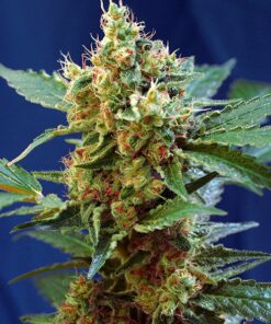 Sweet Seeds Cannabisfrø