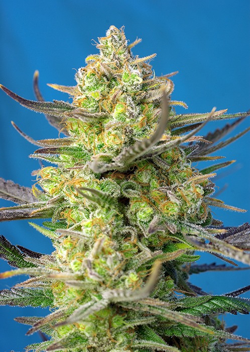 Sweet Seeds Cannabisfrø
