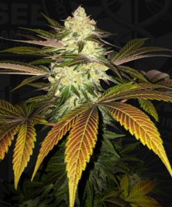 TH Seeds - Orangesicle cannabisfrø