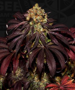 TH Seeds - Straciatella cannabisfrø