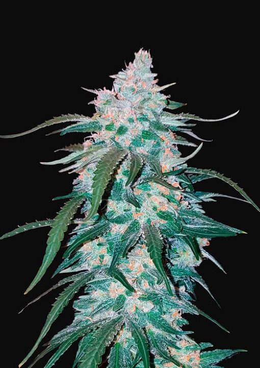 cannabisfrø-Pineapple-Express-Auto-Fast-Buds