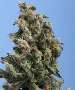TH Seeds Kushage Cannabisfrø