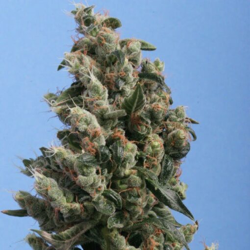 TH Seeds Kushage Cannabisfrø