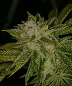TH Seeds MK Ultra Cannabisfrø
