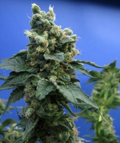 TH Seeds Sage n´ Sour Cannabisfrø