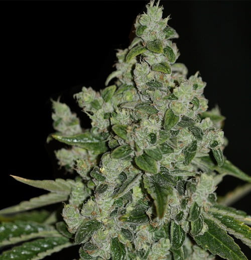 TH Seeds Ultra Sour Cannabisfrø
