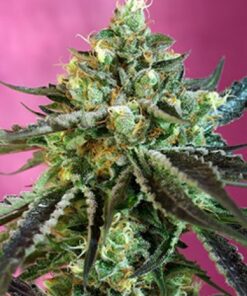 Sweet Seeds - Sweet Nurse CBD AUTO