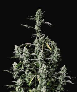 Fast Buds - Gorilla Zkittlez Cannabisfrø