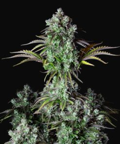 Fast Buds - Original Big Bud Cannabisfrø