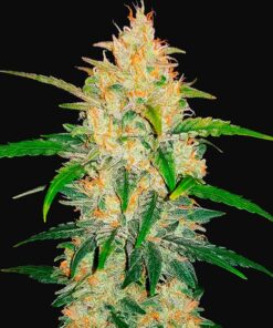 Fast Buds - Zkittlez Cannabisfrø
