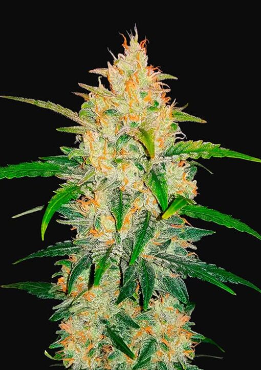 Fast Buds - Zkittlez Cannabisfrø
