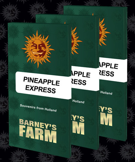 Barneys Farm Pineapple Express skunk frø