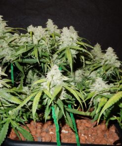 Fast Buds - Green Crack Cannabisfrø