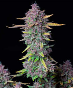 Purple Dos Si Dos Cannabisfrø