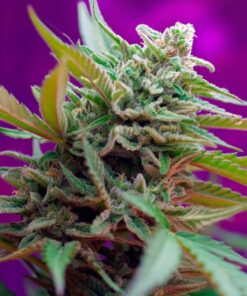 Sweet Seeds - Black Jack Auto Cannabisfrø