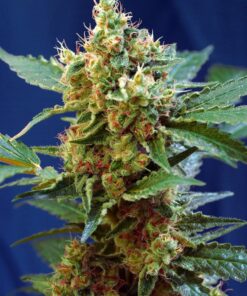 Sweet Seeds - Cream Mandarine XL Auto Cannabis frø