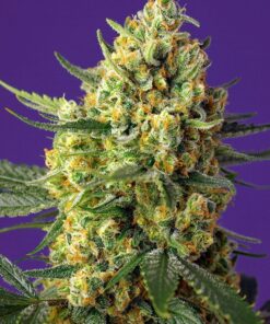 Sweet Seeds - Crystal Candy XL Auto Cannabisfrø