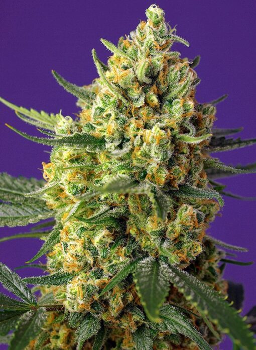 Sweet Seeds - Crystal Candy XL Auto Cannabisfrø
