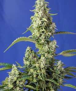 Sweet Seeds - Gorilla Girl XL Auto Cannabisfrø