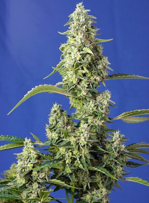 Sweet Seeds - Gorilla Girl XL Auto Cannabisfrø