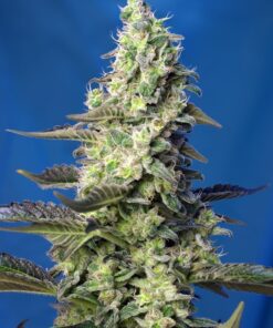 Sweet Seeds - Green Poison XL Auto Cannabisfrø
