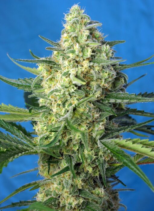 Sweet Seeds - Jack 47 XL Auto Cannabisfrø