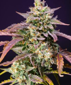 Sweet Seeds - Purple Punch OG XL Auto Cannabisfrø