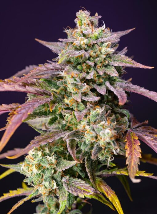Sweet Seeds - Purple Punch OG XL Auto Cannabisfrø