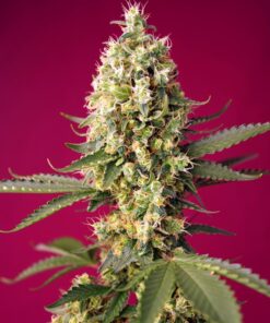 Sweet Seeds - Skywalker OG Runtz XL Auto Cannabisfrø