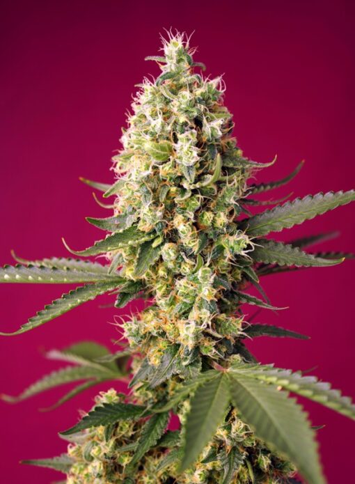 Sweet Seeds - Skywalker OG Runtz XL Auto Cannabisfrø